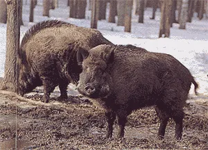 Продаються вепри! 