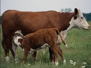 Фашистські корови
