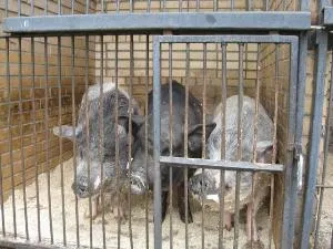Українофоби не вгамовуються