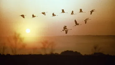 Лелеки в небі
