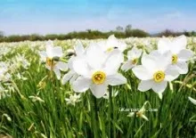 На Закарпатті зацвіла унікальна долина нарцисів 