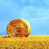 В аграрному секторі рентабельні лише посередники
