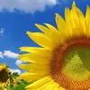 Лиш нова Україна розквітне!