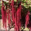 Його величність Амарант