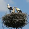 9 березня українці святкували Жайворонки і закликали весну