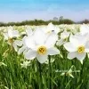 На Закарпатті зацвіла унікальна долина нарцисів 