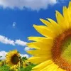 Експеримент ФАКТІВ. Як прожити, купуючи тільки українське