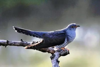 Зозуля звичайна (Cuculus canorus)