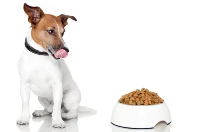 Ідеальне харчування для вашого улюбленця: як вибрати?