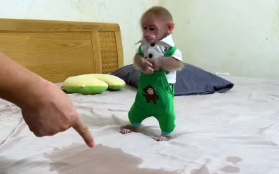 Як не соромно!