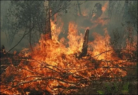 Пожежі в Чорногорії: вогонь наближається до курортних міст