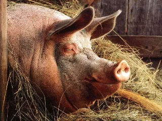 Свинячий вірус грипу не несе великої небезпеки для людей