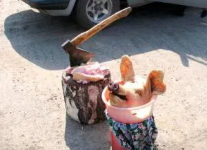 Свинячий психотерор: хто поширює паніку?